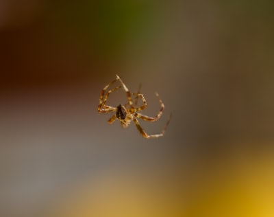 The brown spider close-up photography
